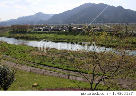 丹波市的春天，櫻花盛開，位於兵庫縣柏原市冰上町。 134863157