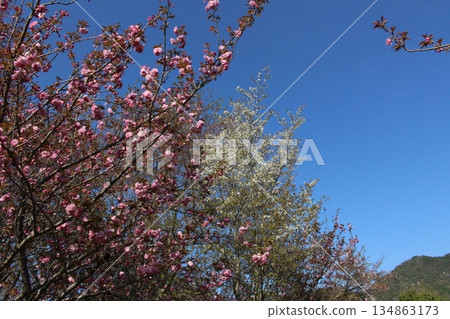 Spring in Tamba city, cherry blossoms, Hikami, Kashiwara, Hyogo Prefecture Spring in Tamba city, cherry blossoms, Hikami, Kashiwara, Hyogo Prefecture 134863173