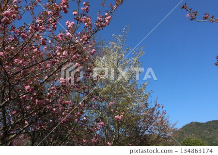 Spring in Tamba city, cherry blossoms, Hikami, Kashiwara, Hyogo Prefecture 134863174