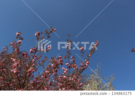 Spring in Tamba city, cherry blossoms, Hikami, Kashiwara, Hyogo Prefecture Spring in Tamba city, cherry blossoms, Hikami, Kashiwara, Hyogo Prefecture 134863175