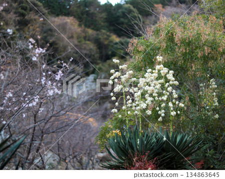 白絲蘭花 134863645