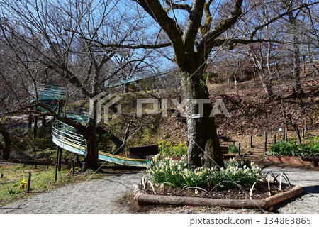 Ninomiya Town, Kanagawa Prefecture: Azumayama Park walking trail, long slide, and daffodils in full bloom Ninomiya Town, Kanagawa Prefecture: Azumayama Park walking trail, long slide, and daffodils in full bloom 134863865