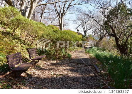 Azumayama Park walking path and daffodils in full bloom, Ninomiya Town, Kanagawa Prefecture Azumayama Park walking path and daffodils in full bloom, Ninomiya Town, Kanagawa Prefecture 134863867