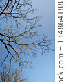 Beautiful tree branches and shapes against the blue winter sky 134864188