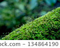 Macro photography of tiny breaths of life sprouting from a moss-covered fallen tree 134864190