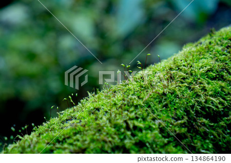 Macro photography of tiny breaths of life sprouting from a moss-covered fallen tree Macro photography of tiny breaths of life sprouting from a moss-covered fallen tree 134864190