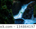The silence of budding young leaves and moss-covered rock faces against the backdrop of a clear stream 134864197