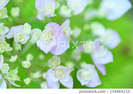 Hydrangea Hydrangea 134864210