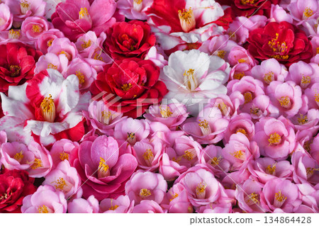 京都靈觀寺春季特別觀賞期內盛開的美麗山茶花（京都府京都市左京區） 134864428