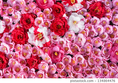 Beautiful camellia flowers at Reikanji Temple in Kyoto during the spring special viewing period (Sakyo Ward, Kyoto City, Kyoto Prefecture) 134864476