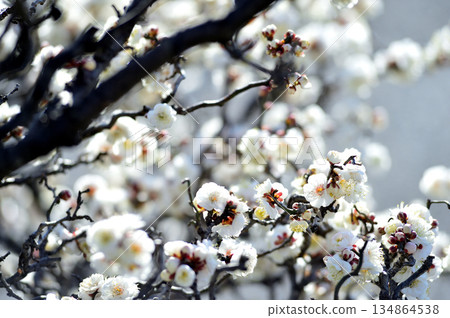 Spring coming 134864538