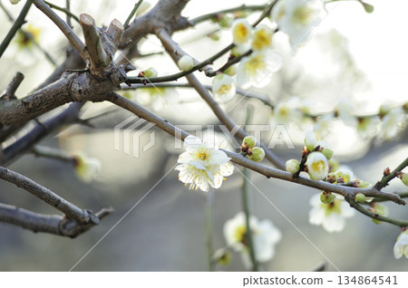 Spring coming 134864541