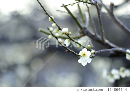 春天來了 134864544