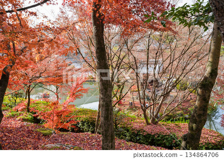 京都東山永觀堂的秋天 京都東山永觀堂的秋天 134864706