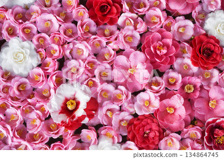 京都靈觀寺春季特別觀賞期內盛開的美麗山茶花（京都府京都市左京區） 134864745