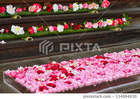 Beautiful camellia flowers at Reikanji Temple in Kyoto during the spring special viewing period (Sakyo Ward, Kyoto City, Kyoto Prefecture) Beautiful camellia flowers at Reikanji Temple in Kyoto during the spring special viewing period (Sakyo Ward, Kyoto City, Kyoto Prefecture) 134864830