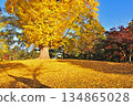  Leaves of yellow-leaved ginkgo biloba 134865028