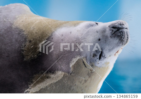 Crabeater Seal resting on a sheet of ice Crabeater Seal resting on a sheet of ice 134865159