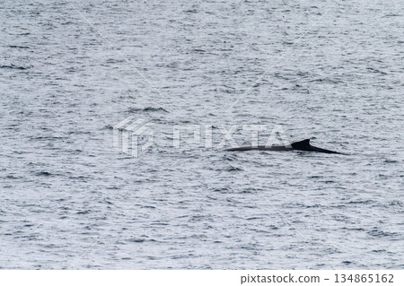 Detail of a humpback dorsal fin and blow hole 134865162