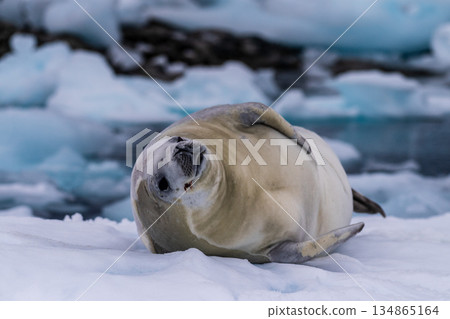 Crabeater Seal resting on a sheet of ice Crabeater Seal resting on a sheet of ice 134865164