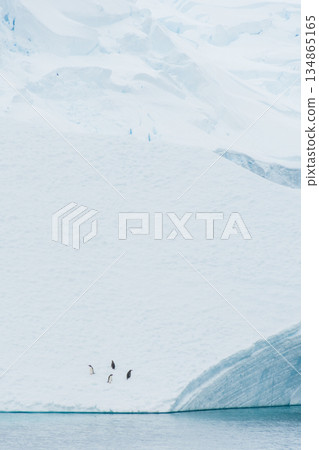 Four Gentoo Penguins on an Iceberg 134865165