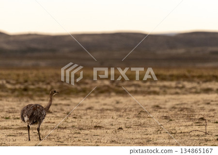 Patagonian Nandu Near Punta Arenas 134865167