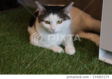 A white cat relaxing on artificial turf, its yellow eyes striking, enjoying a peaceful moment 134865175
