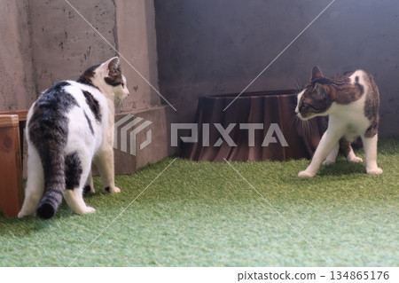 兩隻貓面對面站著，在安靜的房間裡營造出一種緊張的氣氛。 134865176