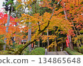 Maple leaves which turned red leaves 134865648