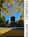 Five-storied pagoda of Toji Temple and yellow leaves 134865653