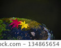 Red and yellow maple 134865654