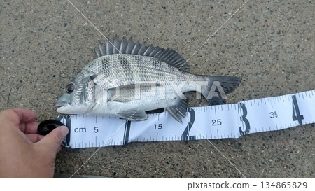 Black snapper Black snapper 134865829
