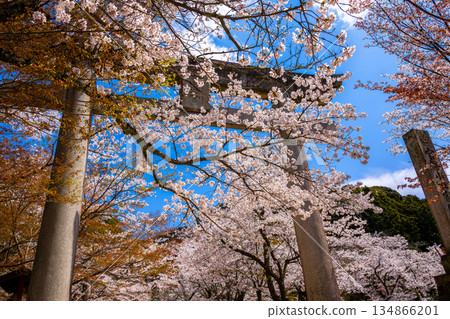 春天，福岡縣太宰府市芳宮灶門神社的鳥居被盛開的櫻花環繞。 134866201