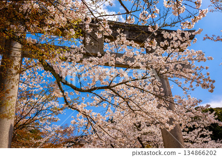 春天，福岡縣太宰府市芳宮灶門神社的鳥居被盛開的櫻花環繞。 134866202