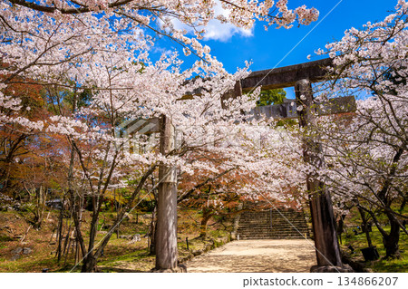 福岡縣太宰府的鳳宮灶門神社，春天的景色美不勝收，櫻花盛開，藍天環繞著鳥居。 134866207
