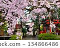Beautiful weeping cherry blossoms at Suika Tenmangu Shrine in Kyoto (Kamigyo Ward, Kyoto City, Kyoto Prefecture) 134866486