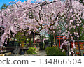 Beautiful weeping cherry blossoms at Suika Tenmangu Shrine in Kyoto (Kamigyo Ward, Kyoto City, Kyoto Prefecture) 134866504
