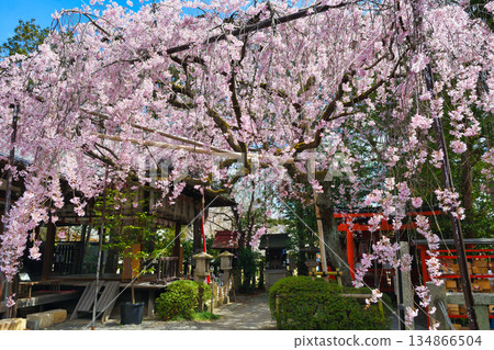 Beautiful weeping cherry blossoms at Suika Tenmangu Shrine in Kyoto (Kamigyo Ward, Kyoto City, Kyoto Prefecture) Beautiful weeping cherry blossoms at Suika Tenmangu Shrine in Kyoto (Kamigyo Ward, Kyoto City, Kyoto Prefecture) 134866504