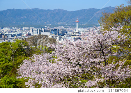 從清水寺看到的京都城市景觀 134867064