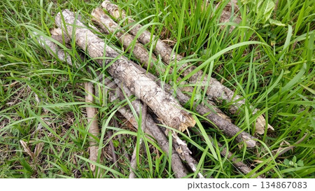 Stack of Wood Logs and Tree Trimmings on Green Grassy Ground Stack of Wood Logs and Tree Trimmings on Green Grassy Ground 134867083