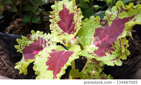 Close Up of Variegated Coleus Leaf with Deep Red Centers and Neon Green Borders Close Up of Variegated Coleus Leaf with Deep Red Centers and Neon Green Borders 134867085