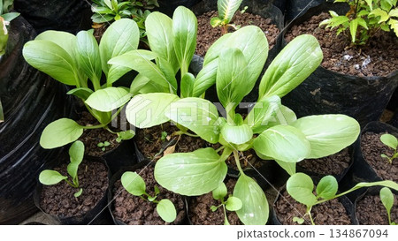 Potted Pak Choi Seedlings in Black Plastic Polybags for Home Vegetable Garden 134867094