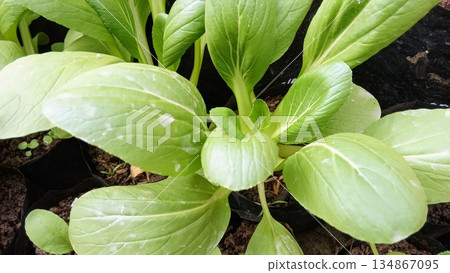 Fresh Green Pak Choi or Bok Choy Plants Growing in Black Polybags Garden 134867095