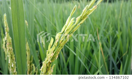 Close Up of Young Rice Ear Grain with Green Leaves Background 134867102