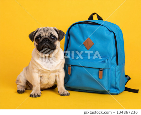 攝影棚拍攝的哈巴狗坐在背包旁，背景是黃色。 134867236