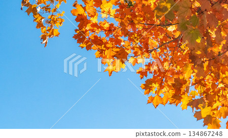 Vibrant autumn leaves in shades of orange and yellow against a clear blue sky, capturing the essence of fall's natural beauty and tranquility Vibrant autumn leaves in shades of orange and yellow against a clear blue sky, capturing the essence of fall's natural beauty and tranquility 134867248