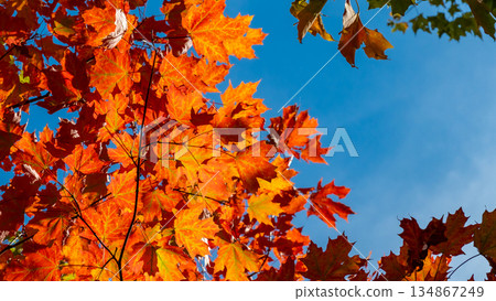 Vibrant autumn leaves in shades of orange and red against a clear blue sky, showcasing the beauty of fall foliage and seasonal change Vibrant autumn leaves in shades of orange and red against a clear blue sky, showcasing the beauty of fall foliage and seasonal change 134867249