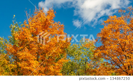 Vibrant autumn trees with bright orange and green foliage against a clear blue sky, showcasing the beauty of fall season in nature Vibrant autumn trees with bright orange and green foliage against a clear blue sky, showcasing the beauty of fall season in nature 134867250