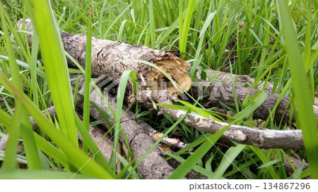 Close Up of Cut Tree Branches and Logs Scattered in Green Grass 134867296
