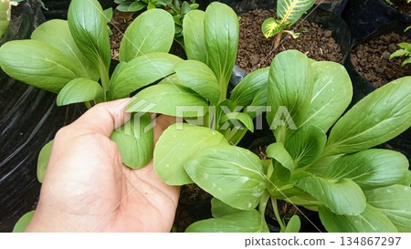 Hand Holding Fresh Green Bok Choy Pak Choi Vegetable in Pot 134867297